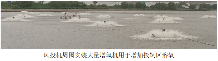 風投機周圍安裝大量增氧機用于增加投飼區溶氧.png